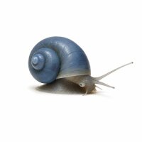 SCHNECKEN Zierschnecke Blaue Posthornschnecke 1cm