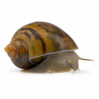 SCHNECKEN Zierschnecke Paradiesschnecke 3-4 (Marisa...