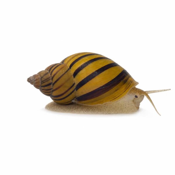 SCHNECKEN Zierschnecke Zebra Apfelschnecke DNZ S Asolene spixi