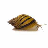 SCHNECKEN Zierschnecke Zebra Apfelschnecke DNZ S Asolene...