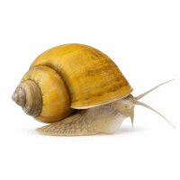 SCHNECKEN Zierschnecke Asia. Riesen Apfelschnecke 5-6