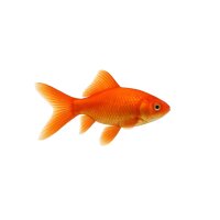 FISCH Zierfisch Goldfisch Comet Rot 4-6