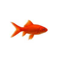 FISCH Zierfisch Goldfisch Comet Rot 35cm (King Kong)