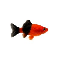 FISCH Zierfisch Goldfische Rot/Schwarz 15-18