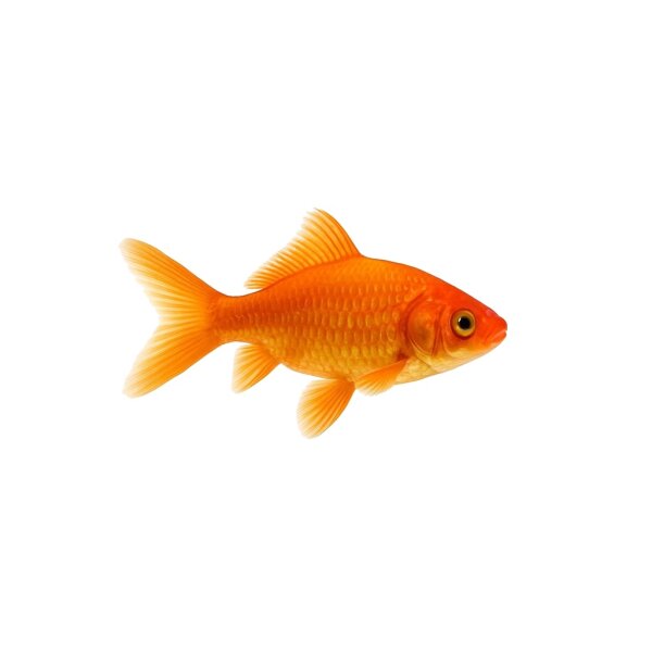 FISCH Zierfisch Goldfische Sarassa 4-6