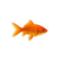 FISCH Zierfisch Goldfische Sarassa 5-7