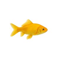 FISCH Zierfisch Goldfische Gelb Canarinos 5-7
