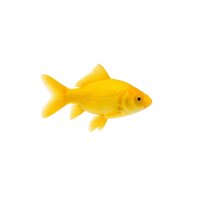 FISCH Zierfisch Goldfische-Gelb Canarinos 7-10 Israel