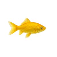 FISCH Zierfisch Goldfische-Gelb Canarino 10-12 Israel