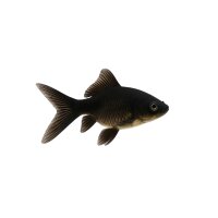 FISCH Zierfisch Goldfische Black Comet 4-6cm Israel