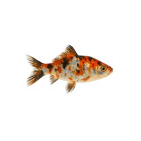 FISCH Zierfisch Schubunkin Bunt 4-6