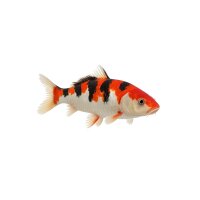 FISCH Zierfisch Koi -A- Standard Mix 7-10 KHV Negativ...