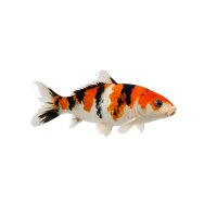 FISCH Zierfisch Koi -A-Selected Mix 12-15 KHV Getestet ENZ