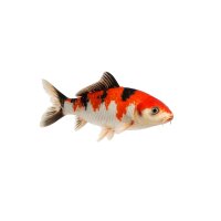 FISCH Zierfisch Koi -A-Selected Mix 7-10 KHV Getestet