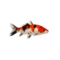 FISCH Zierfisch Koi Premium-Selected 18-21 KHV Getetset