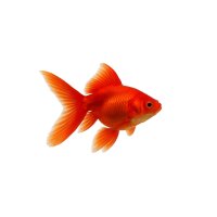FISCH Zierfisch Schleier Rot 7-8