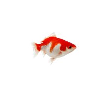FISCH Zierfisch Schleier Rot-Weiss 4-5