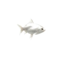 FISCH Zierfisch Schleier Weiss 6-7