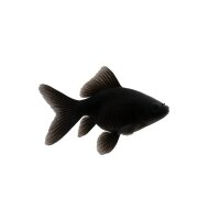 FISCH Zierfisch Schleier Schwarz Bl.Moor 4-5