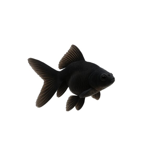 FISCH Zierfisch Schleier Schwarz Bl. Moor 6-7