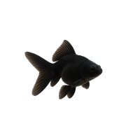 FISCH Zierfisch Schleier Schwarz Bl. Moor 6-7