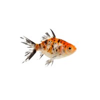 FISCH Zierfisch Schleier Calico 4-5