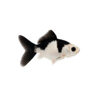 FISCH Zierfisch Panda-Schleierschwanz 7-8