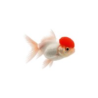 FISCH Zierfisch Schleier Rotkäppchen 8-9