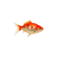 FISCH Zierfisch Schleier Gemischt 4-5
