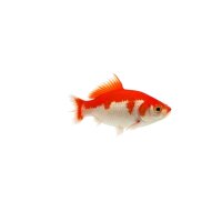 FISCH Zierfisch Schleier Mix Schranke Rot&Weiß...