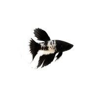 FISCH Zierfisch Schleier Mix Black & White 6-7