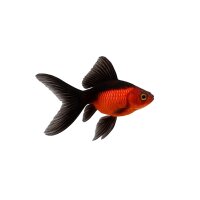FISCH Zierfisch Schleier Rot-Schwarz 4-5