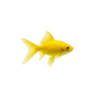 FISCH Zierfisch Schleier Canarino Gelb 7-8 (Zitronen...
