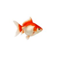 FISCH Zierfisch Ryukin Schleier. R/W. 12cm