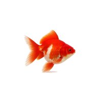 FISCH Zierfisch Ryukin-Schleier Rot 12-14