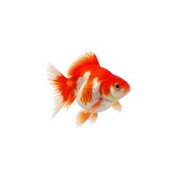FISCH Zierfisch Ryukin Schleier Mix 12-15
