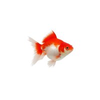 FISCH Zierfisch Ryukin Schleier Sakura R/W 14-16cm