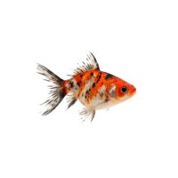 FISCH Zierfisch Ryunkin Schleier Calico 12-15