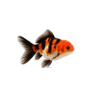FISCH Zierfisch Löwenkopf Tricolor 7-8 (Premium...