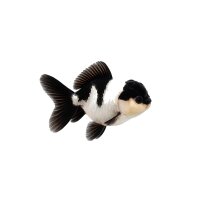 FISCH Zierfisch Löwenkopf Panda 7-8 (Premium...