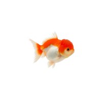 FISCH Zierfisch L&ouml;wenkopf Schleier Mix 8-10