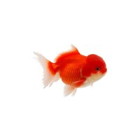 FISCH Zierfisch Löwenkopf Schleier Rot/WS 6-7