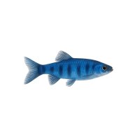 FISCH Zierfisch Blaue Orfen 12-15