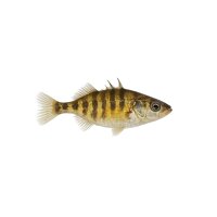 FISCH Zierfisch Stichlinge 3-Stachlig 4cm