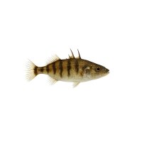 FISCH Zierfisch 9-Stachliger Stichling 4-5