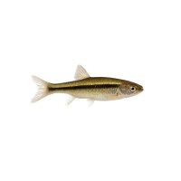FISCH Zierfisch Elritzen Europ. DNZ 6-8