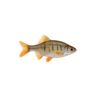 FISCH Zierfisch Bitterlinge Europ. 3-4