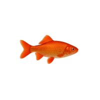 FISCH Zierfisch Goldrotfeder 12-15