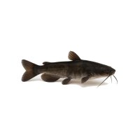 FISCH Zierfisch Zwergwels (Ictalurus melas)5-7