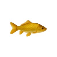 FISCH Zierfisch Goldschleie 10-12